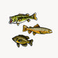 Freshwater Fish Vinyl Stickers - Three Pack