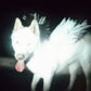 the album cover for Fat Dog - Cancel Me (I'm Tired) [Indie Exclusive Coke Bottle Green]